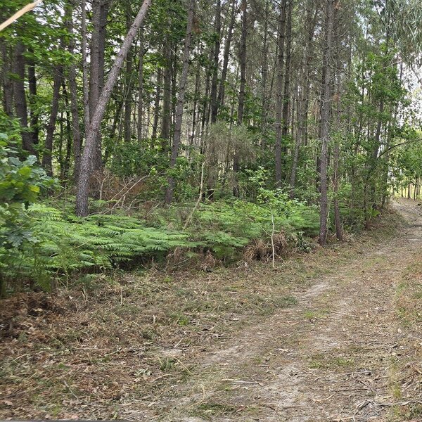 limpeza rede viária florestal