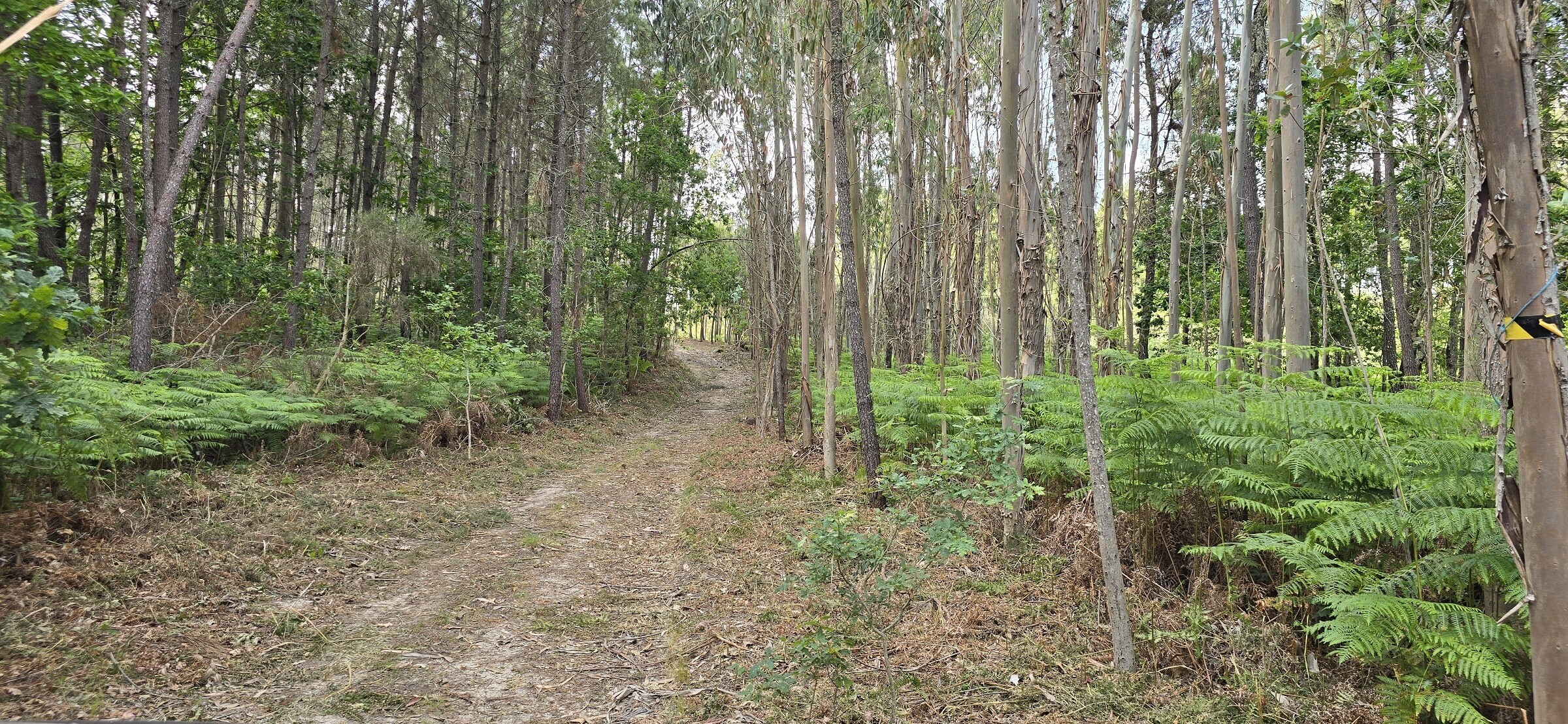 O Município de Sátão continua, ativamente, a beneficiar e melhorar a rede viária florestal/agrícola